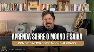 APRENDA SOBRE O MOGNO E SAIBA COMO É O MERCADO DO MOGNO AFRICANO [upl. by Marquez]