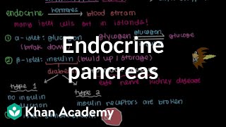 Endocrine pancreas  Gastrointestinal system physiology  NCLEXRN  Khan Academy [upl. by Drummond531]