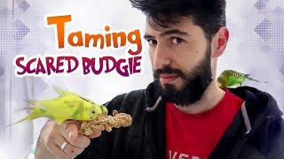 How to Bond and Tame a Scared Budgie  Vlog [upl. by Enelram630]