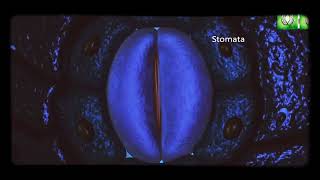 Stomata Opening amp Closening K Malate Concentration Theory [upl. by Dilisio]