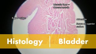 Histology of the Bladder [upl. by Crespi]