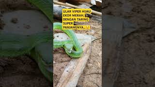 ULAR VIPER HIJAU EKOR MERAH TRIMERESURUS ALBOLABRIS DENGAN TARING SUPER PANJANG [upl. by Kipton]