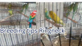 Birds breeding trips  Ringneck breeding trips  cocktail breeding trips [upl. by Ykcub]