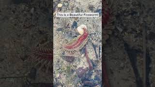 Beautiful Fireworm  Biogirl MJs intertidal finds wildlife fact science [upl. by York393]