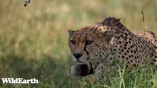 WildEarth  Sunset Safari  15 December 2023 [upl. by Milone]