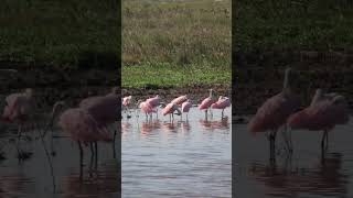 Roseate Spoonbills at Teal pond at Brazoria Wildlife Refuge pt 2 [upl. by Atsugua]