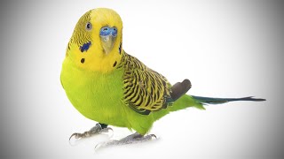 Talking Parakeet  Budgie With Amazing Vocabulary [upl. by Arihppas]