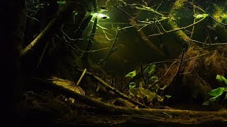 BADC2018  Peat swamp forest in Selangor Malaysia 375 L [upl. by Evanne]