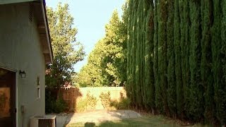 Italian Cypress Adds Privacy [upl. by Errehs315]