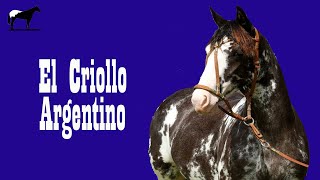 El Caballo Criollo Mas Popular 🐴Del Cerro Soy [upl. by Atterbury]