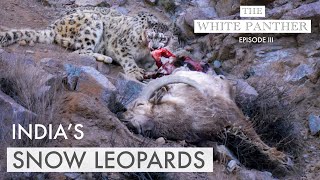 Filming SNOW LEOPARDS in Ladakh  THE WHITE PANTHER with Kenneth Lawrence Ep3  WILDLIFE PHOTOGRAPHY [upl. by Hillinck]