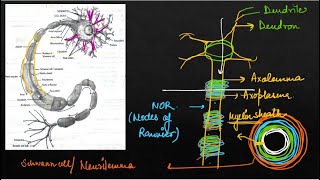 Neural Control and Coordination I Nervous System I Neuron I Biology I NEET 2025 [upl. by Akilak]