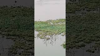 Egret alone in the pond ponds birds lovebird789 [upl. by Yendahc222]