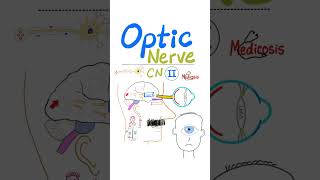 Optic Nerve 👀 in 60 seconds  Cranial nerve II CN II  Neuroanatomy Series for Doctors Nurses [upl. by Hairabez]