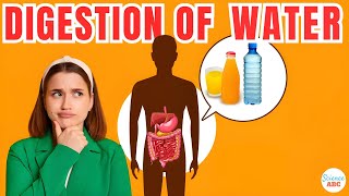 How Are Water And Other Fluids Digested In The Human Body [upl. by Teresita]