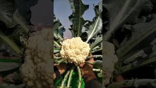 Liquid fertilizer से मिलेगा बड़ेबड़े phool gobhi  Sarso khali ka kamaal organicgardening [upl. by Ecinnaj]