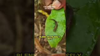 Brookesia Nana The World’s Smallest Reptile [upl. by Aissat]