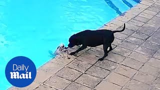 Incredible moment hero dog saves best friend from drowning in swimming pool [upl. by Asile86]