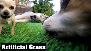 Turf War Chihuahua Fights Husky Over Fake Grass  Gt Life Artificial Lawn For Dogs [upl. by Whitford831]