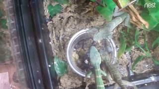 Knight Anoles eat fruit too [upl. by Davidoff624]