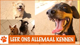 Zo veel nieuwe dieren op de opvang  DierenpraatTV [upl. by Nairadas531]