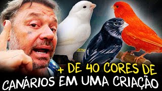 A ARTE DE CRIAR CANÁRIOS BELEZA E DIVERSIDADE EM PLUMAS [upl. by Dorris892]