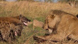 Lion vs Hyenas Original uncut epic battle [upl. by Arabeila]