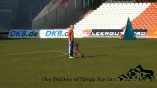 Dog Training Of Tampa Bay Champions [upl. by Nagram]