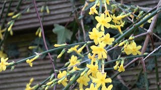 Jasminum nudiflorum Winter Jasmine [upl. by Emoreg]