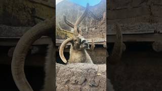 Is this ibex😳😱 ibex karakoramibex hamaliyianibex gilgitbaltistantourism [upl. by Avle]