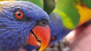 Wild Lorikeets Show Off Their CUTE BABY🦜🦜👶🥰😍❤️🧡💛💚💙💜 [upl. by Eicram]