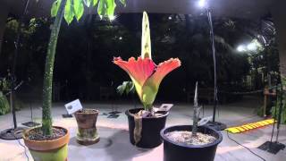 Timelapse video Amorphophallus titanum 2014 bloom [upl. by Molohs886]