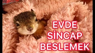 Evde Sincap Beslemek Nasıl Olur [upl. by Oiligriv890]