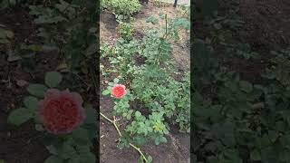 მულენ გალეტი Moulin de la galette rose flowers garden gardening [upl. by Annaek25]