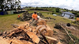 perfect friday job Eucalyptus globulus removal [upl. by Asiar234]