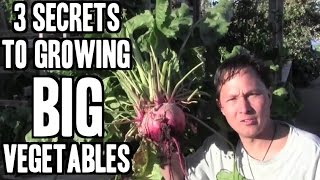 My 3 Secrets for Growing BIG Vegetables in My Garden [upl. by Dredi]