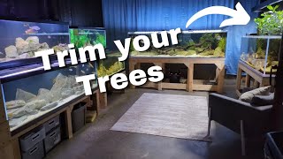 TREES in Your Tank How to Trim and Why You Need To [upl. by Newbold]