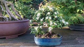 Bonsaï de cotoneaster dammeri pour moins de 3 €uro [upl. by Illyes]