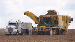 Potato Harvest with a Ploeger 2017 [upl. by Hyacintha]