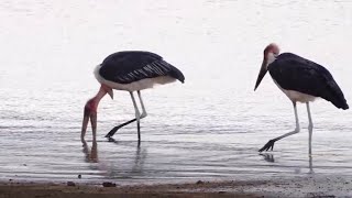 marabou storks at the shore  part 3  I got a rock [upl. by Aihsik]