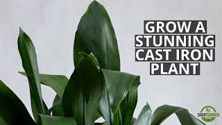 Cast Iron Plant Care And Problem Solving  The Perfect Low Light Houseplant [upl. by Brandes]