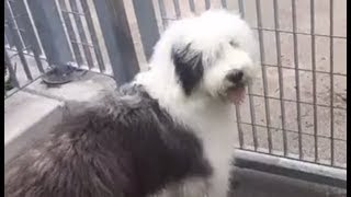 LIVE Sheepdog Puppy Plays in NYC Sprinklers  The Dodo [upl. by Lemak]