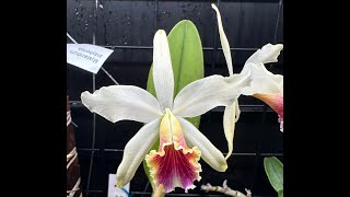 Cattleya Blossfeldiana amp Brazil Update [upl. by Osmo]