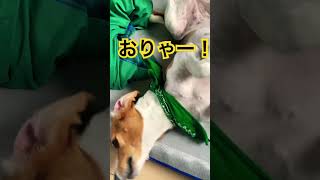 妖怪ごにょごにょビーグルフク子 beagle ビーグル 寝起きのわんこ 犬 犬のいる暮らし わんぱく ごにょごにょ 寝起き 暴れん坊 元気いっぱい 絶好調 遊び 朝の運動 [upl. by Inek660]