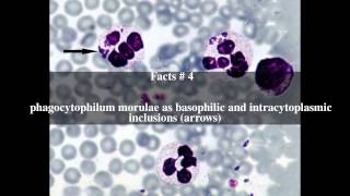 Anaplasma phagocytophilum Top  6 Facts [upl. by Dare930]