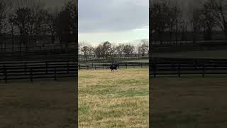 unstoppable and a champion free like the windhorse carrerasdecaballos cowboys cowgirl rodeo [upl. by Dincolo]