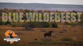 Blue Wildebeest Hunt at Thorndale Safari [upl. by Solegnave]