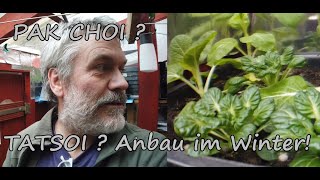 Pak choi Tatsoi Anbau im Winter unter Terassendach [upl. by Attenyt]