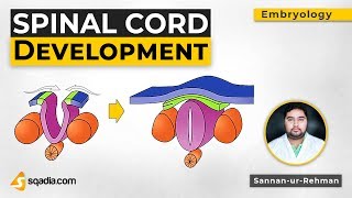 Development of Spinal Cord and Brainstem – Embryology  Lecturio [upl. by Nanyk]