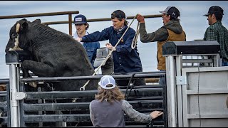 We bucked WILD bulls at JBs  Rodeo Time 330 [upl. by Oates]